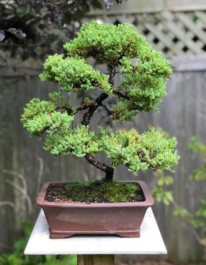 Green Mound Juniper (Juniperus procumbens 'Nana' )